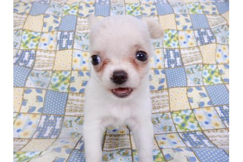 成約済の千葉県のチワワ(ロングコート)-98487の15枚目